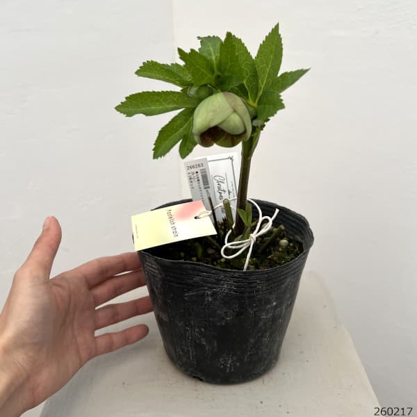 大和園 クリスマスローズ パステリッシュストレイン 蕾6個 【メルカリ