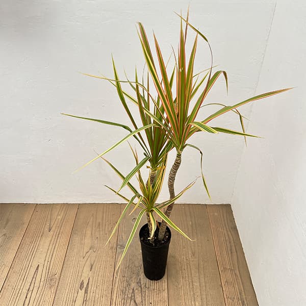 園芸ネット本店｜ドラセナ：コンシンネ トリカラー4号鉢植え の通販