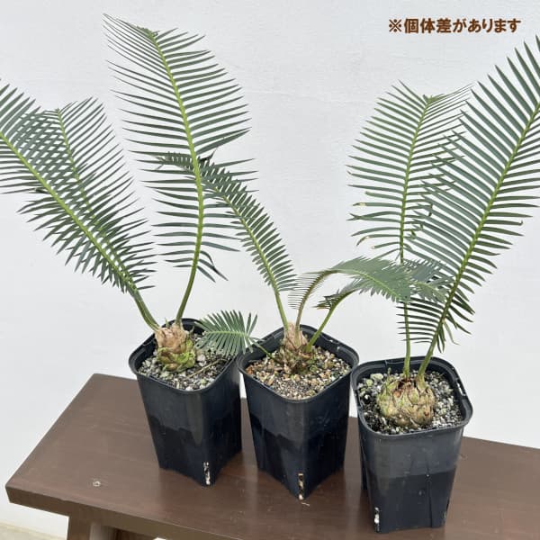 園芸ネット本店｜ディオーン：エデュレ 3.5号鉢植え の通販【公式】