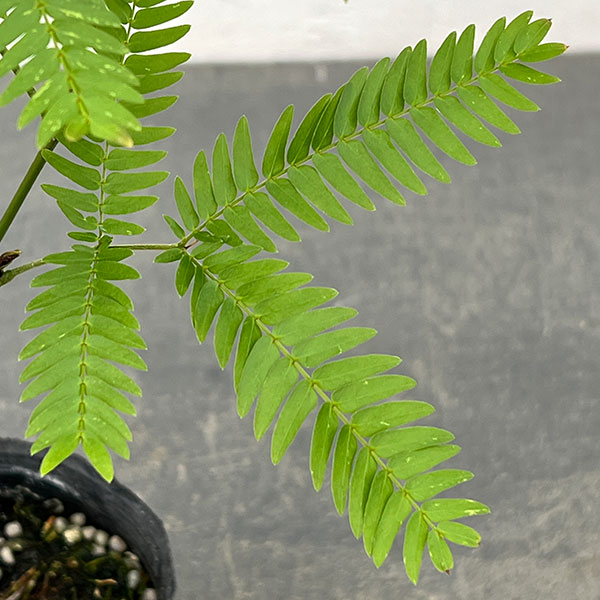 園芸ネット本店｜ネムノキ：エバーフレッシュ（実生株） 2.5号ポット