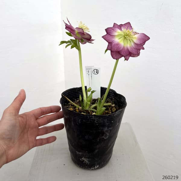 園芸ネット本店｜高正園さんのクリスマスローズ：26-19ダブル／4.5号