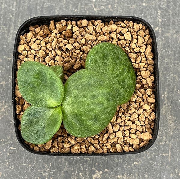 園芸ネット本店｜チレコドン：エクティプス 2.5号鉢植え の通販【公式】