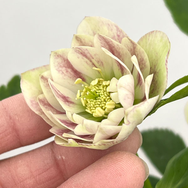 園芸ネット本店｜加藤農園さんのクリスマスローズ：26-08