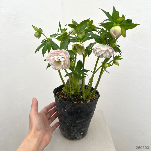 園芸ネット本店｜加藤農園さんのクリスマスローズ：26-18ダブル／4.5号