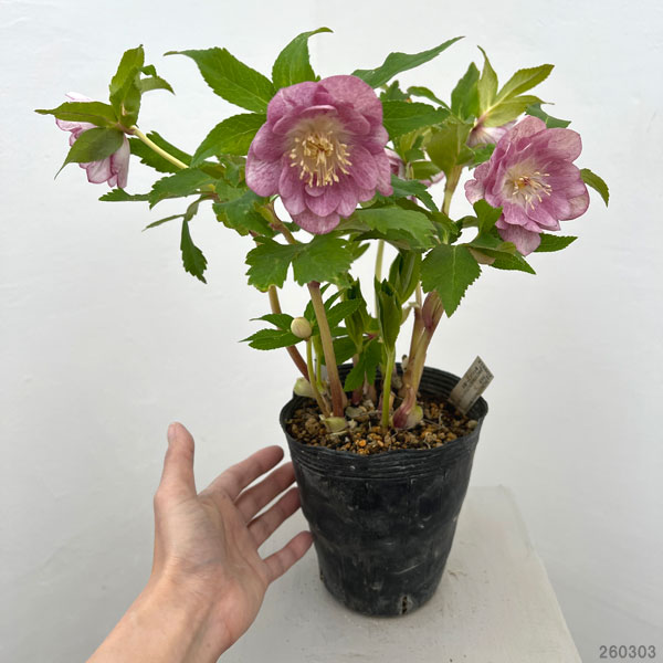 園芸ネット本店｜加藤農園さんのクリスマスローズ：26-23ダブル／4.5号