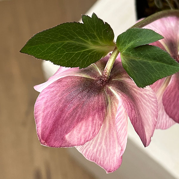 園芸ネット本店｜松村ナーセリーさんのクリスマスローズ：26-128