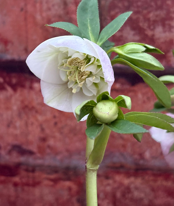 園芸ネット本店｜松村ナーセリーさんのクリスマスローズ：26-131
