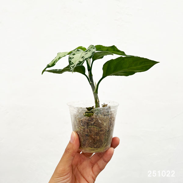 園芸ネット本店｜アグラオネマ：ピクタム トリカラーブラック 2.5号