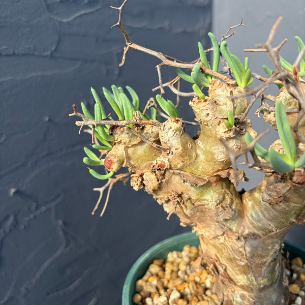 園芸ネット本店｜チレコドン：レティキュラーツス(万物想)5号鉢植え25