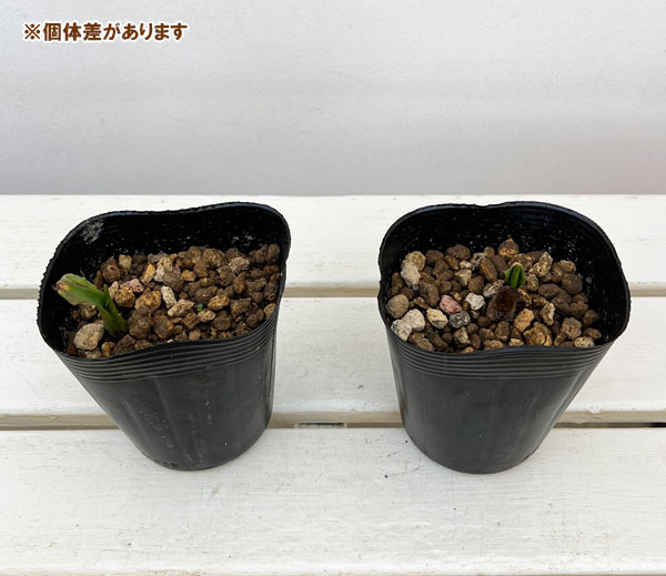 園芸ネット本店｜ミズバショウ（水芭蕉）3.5号ポット の通販【公式】