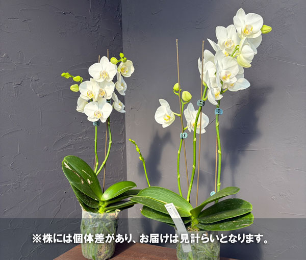 園芸ネット本店｜ファレノプシス（胡蝶蘭）：アマビリス 3.5号ポット