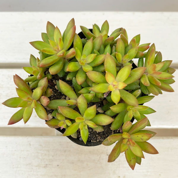 園芸ネット本店｜セダム：サンライズマム 3.5号ポット の通販【公式】