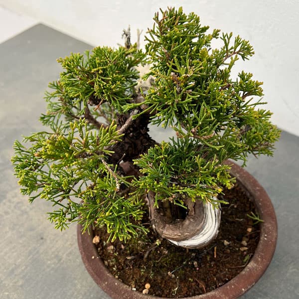 園芸ネット本店｜真柏（シンパク）：小品盆栽 の通販【公式】