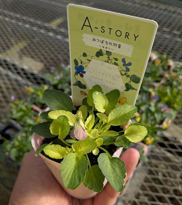 園芸ネット本店｜ビオラ：みつばちの羽音 ピンクビーバリエガータ