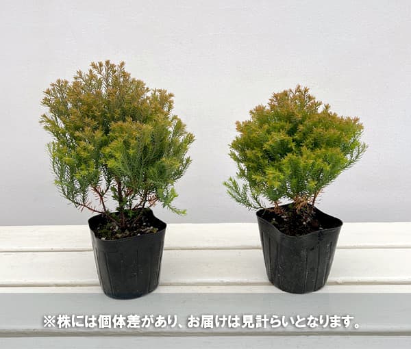 園芸ネット本店｜コニファー（サワラ）：ブルーバード(ボールバード