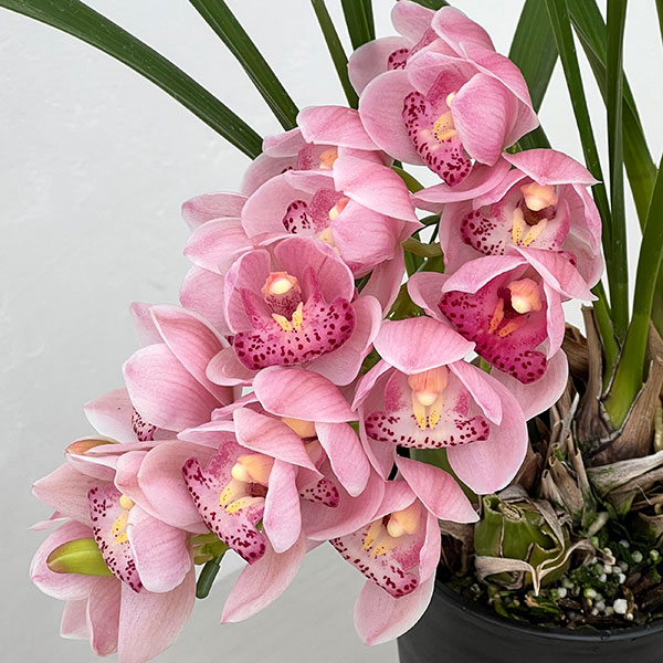 園芸ネット本店｜シンビジウム：チェリーブロッサム 4号ポット の通販