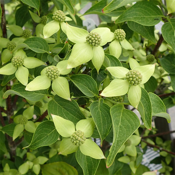 園芸ネット本店｜ヤマボウシ：ミルキーウェイ6号ポット の通販【公式】