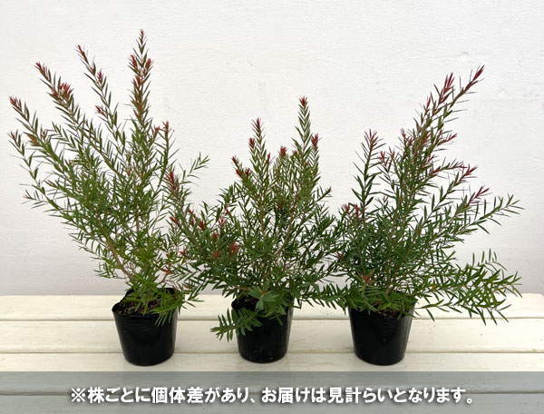 園芸ネット本店｜メラレウカ：レッドジェム3-3.5号ポット の通販【公式】