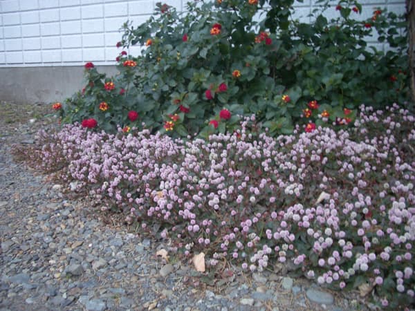 園芸ネット本店｜ポリゴナム（ヒメツルソバ）3-3.5号ポット 4株セット