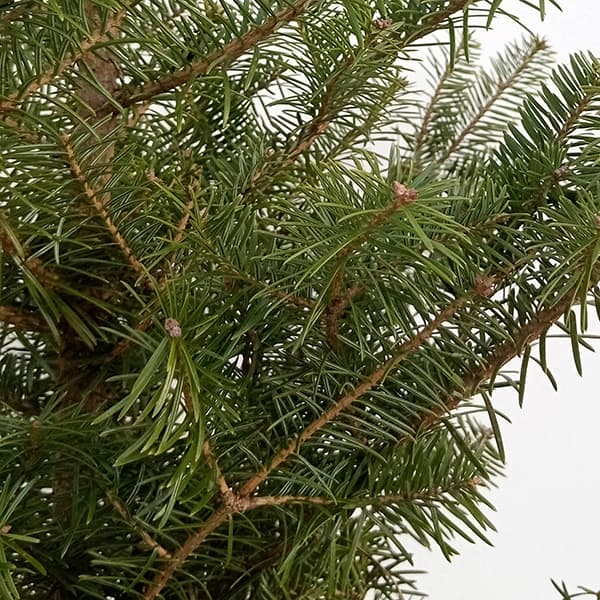 園芸ネット本店｜もみの木（モミノキ）：ウラジロモミ樹高80～90cm根