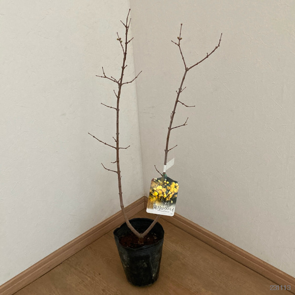 園芸ネット本店｜ロウバイ：満月（まんげつ）4～5号ポット の通販【公式】