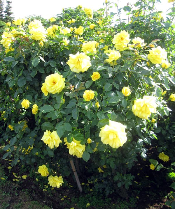 園芸ネット本店｜[送料無料][26年4月上旬予約]四季咲中輪バラ