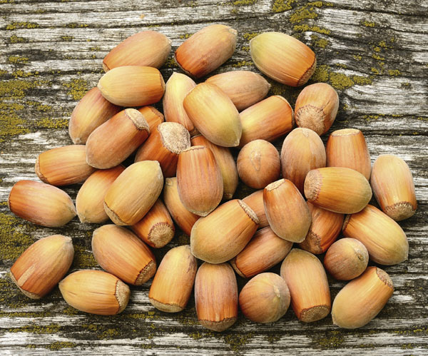 園芸ネット本店｜アメリカンヘーゼルナッツ（西洋ハシバミ）：フィル