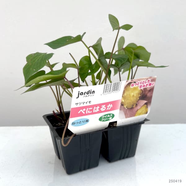 園芸ネット本店｜[26年4月下旬予約]サツマイモ：べにはるか(PVP)4連