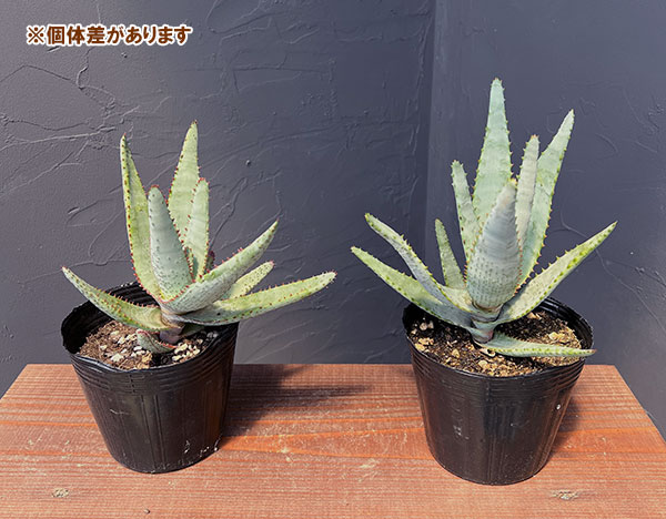 園芸ネット本店｜ラナンキュラス：ラックス テセウス5号鉢植えカゴ入り