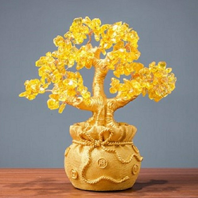 招財樹 黄金の木 龍の黄金木招財樹 金のなる木 黄