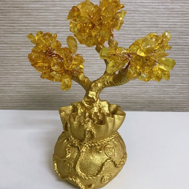 招財樹 黄金の木 龍の黄金木招財樹 金のなる木 黄