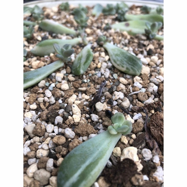 多肉植物 パキフィツム 紫麗殿錦 葉挿し 7枚セット 発芽発根済みの通販