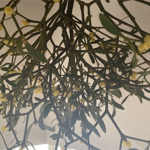 北海道ヤドリギ 宿木 希少 No. 17ヤドリギフライングリース メス実付き