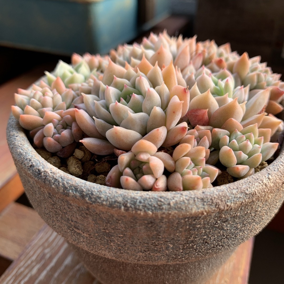 多肉植物 ダーリーサンシャインの通販 by しずくのお店｜ラクマ