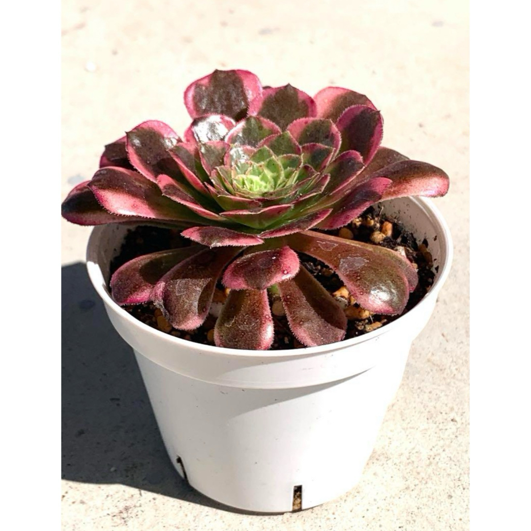 朝霞錦③❤️ニカ❤️ アエオニウム 多肉植物 抜き苗の通販 by ma