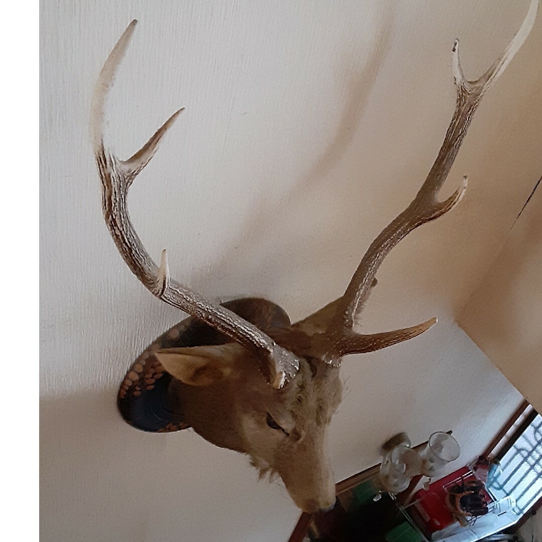 鹿 頭 剥製の通販 by ママ's shop｜ラクマ