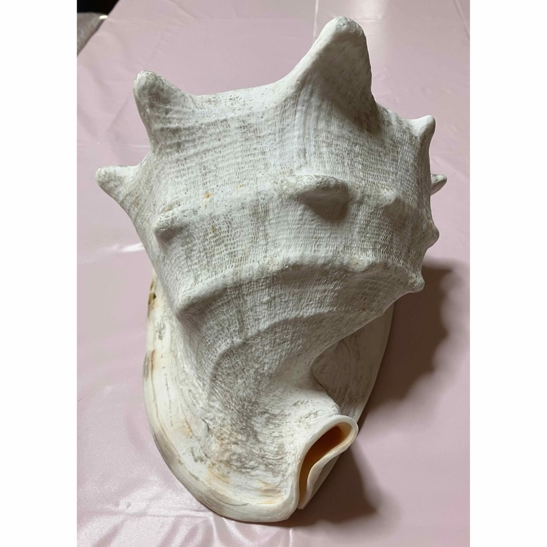 天然 美品】巻貝 貝殻 大きいサイズ 置物 インテリア ライトアップの