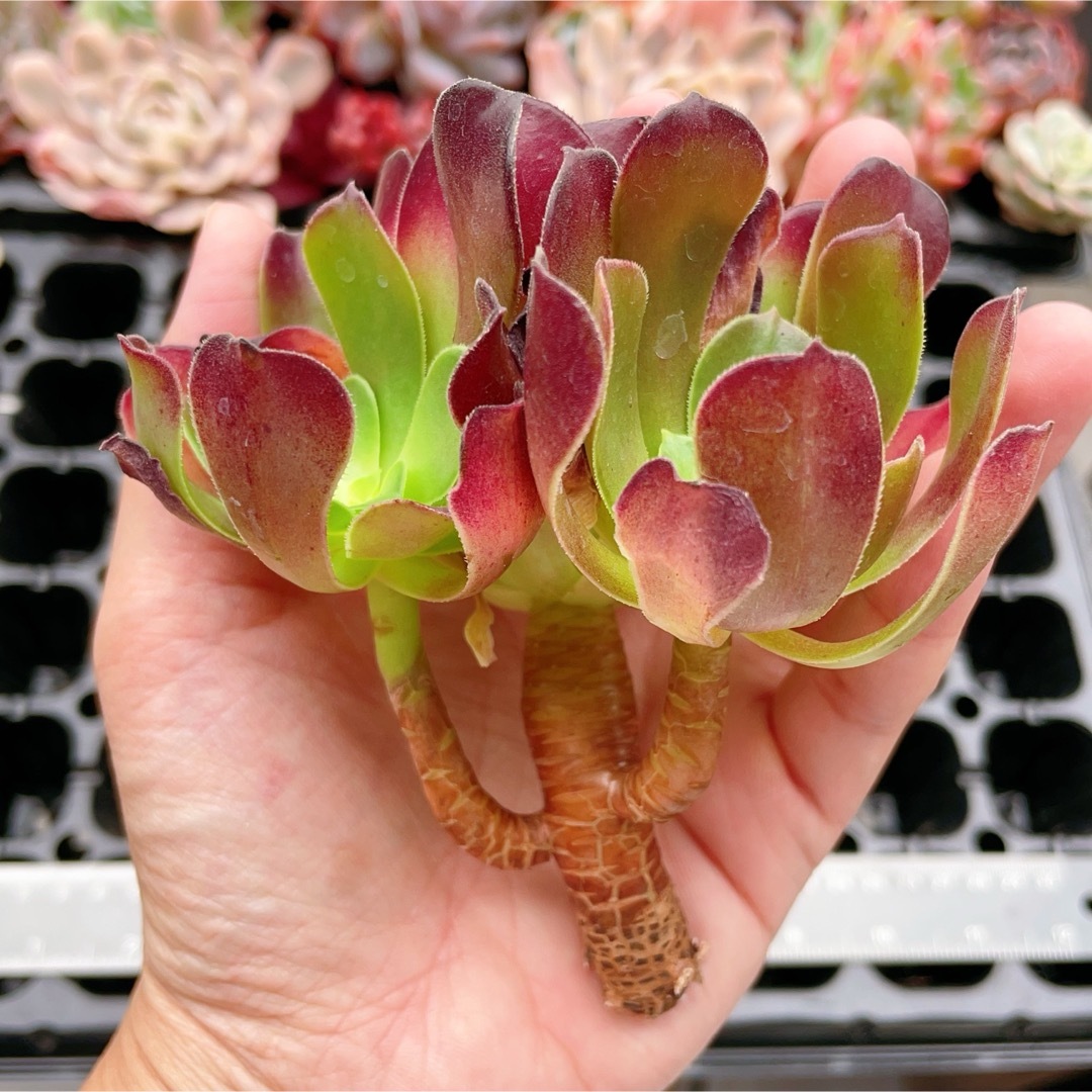 アエオニウム 魅金ローズ 多肉植物の通販 by momo's shop｜ラクマ