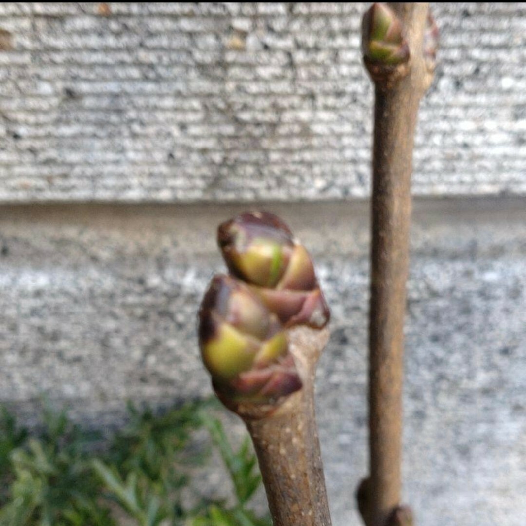 希少 フランス直輸入 正規品 空色 芳香 ライラック『プレジデント