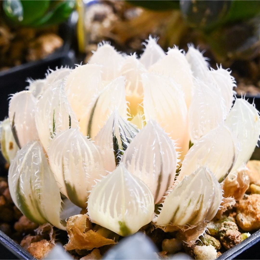 ハオルチア 秋祭り錦 極上斑