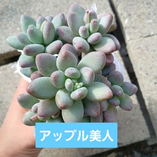 多肉植物 アエオニウム ロスコフ錦 青花瓷の通販 by しょう's shop｜ラクマ