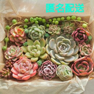 ハオルチア スコーピオンの通販 by くじらくじら's shop｜ラクマ