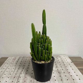 伊勢丹新宿限定 植木鉢 botanize goujinの通販 by たく's shop｜ラクマ