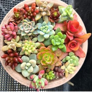 アエオニウム サンデルシー 多肉植物 の通販 by momo's shop｜ラクマ