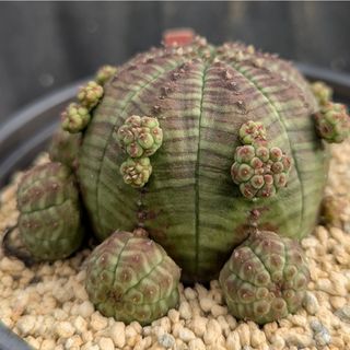 マリン パープルピンク系 多肉植物 ハオルチア アロエの通販 by