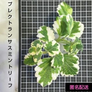 2025福袋 多肉植物の通販 by たにゆ's shop｜ラクマ