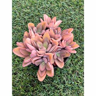 朝霞錦③❤️ニカ❤️ アエオニウム 多肉植物 抜き苗の通販 by ma