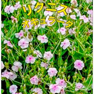 伊勢丹新宿限定 植木鉢 botanize goujinの通販 by たく's shop｜ラクマ