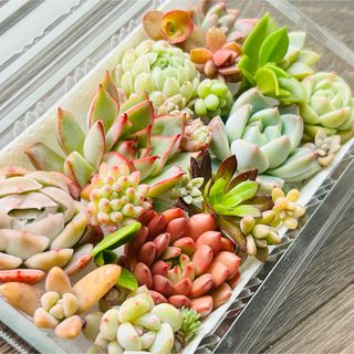 ミックスベリア 百合牡丹 芍薬牡丹 おらいさん苗 札付き ポット発送の