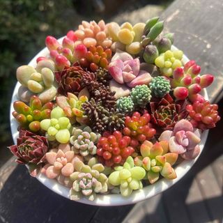 NEIGHBORHOOD - アガベ チタノタ レッドキャットウィーズル 斑入り? 4